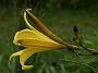 Hemerocallis minor_1